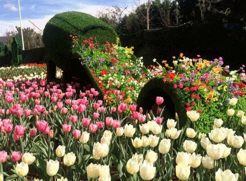 景區(qū)景觀五色草真植物雕塑批發(fā)價(jià) 四川雕塑廠專業(yè)定制